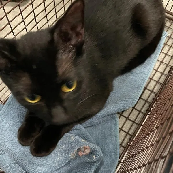 An adult small-sized female Domestic Short Hair cat named Shareema for adoption in Des Moines, IA