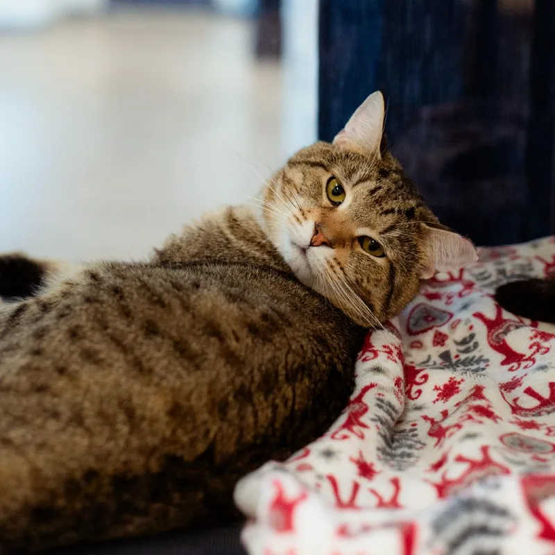 An adult large-sized male Brown / Chocolate Domestic Short Hair cat named Grape Nut for adoption in Warwick, RI