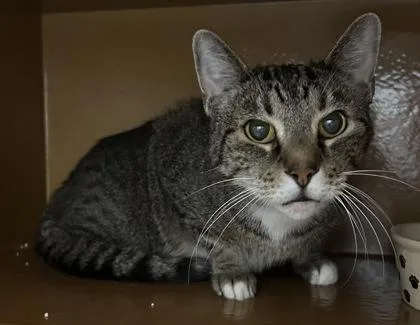 An adult small-sized male Domestic Short Hair cat named Rupert for adoption in Phoenix, AZ