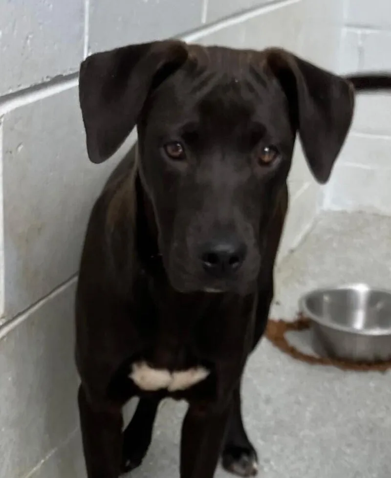 A baby medium-sized male Mixed Breed dog named Creek for adoption in Long Island City, NY