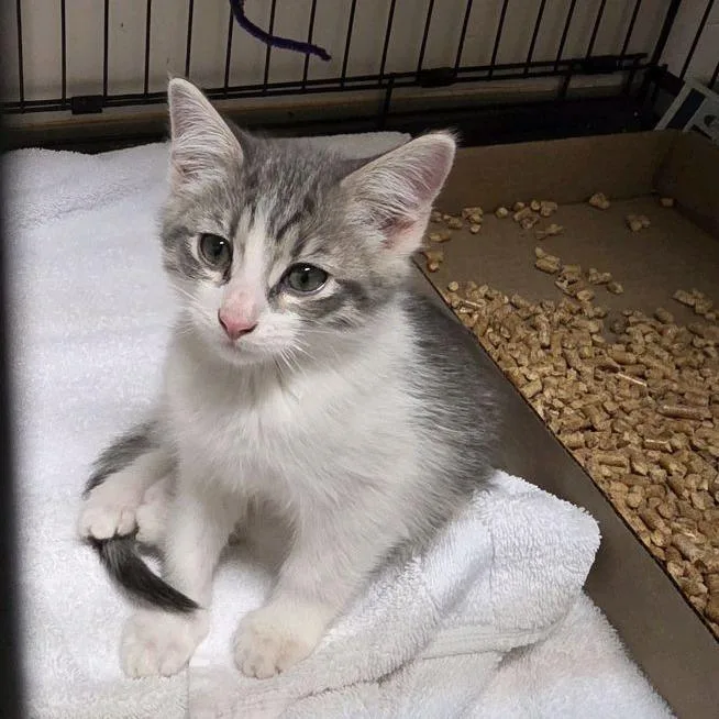 A baby small-sized female Gray / Blue / Silver Domestic Short Hair cat named Eight for adoption in Branson, MO