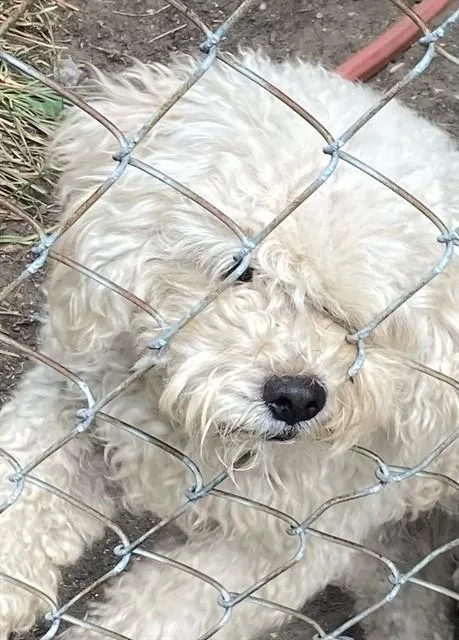 A young small-sized male Poodle dog named Ricky for adoption in Dallas, TX