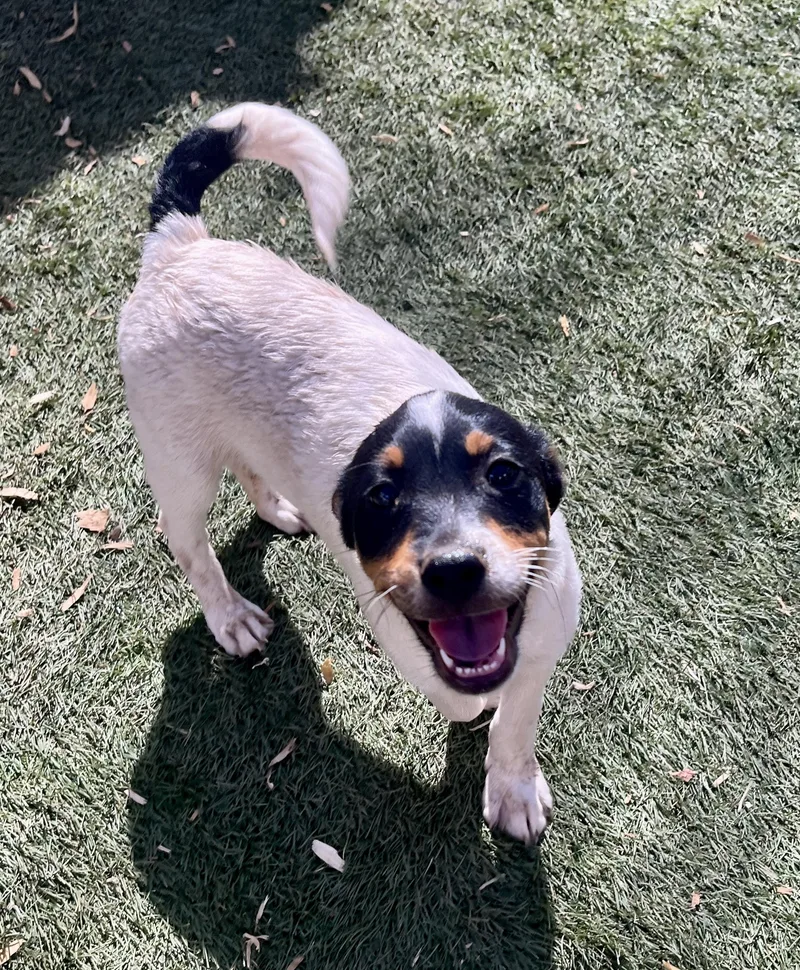 A baby small-sized male Terrier dog named John David for adoption in El Cajon, CA