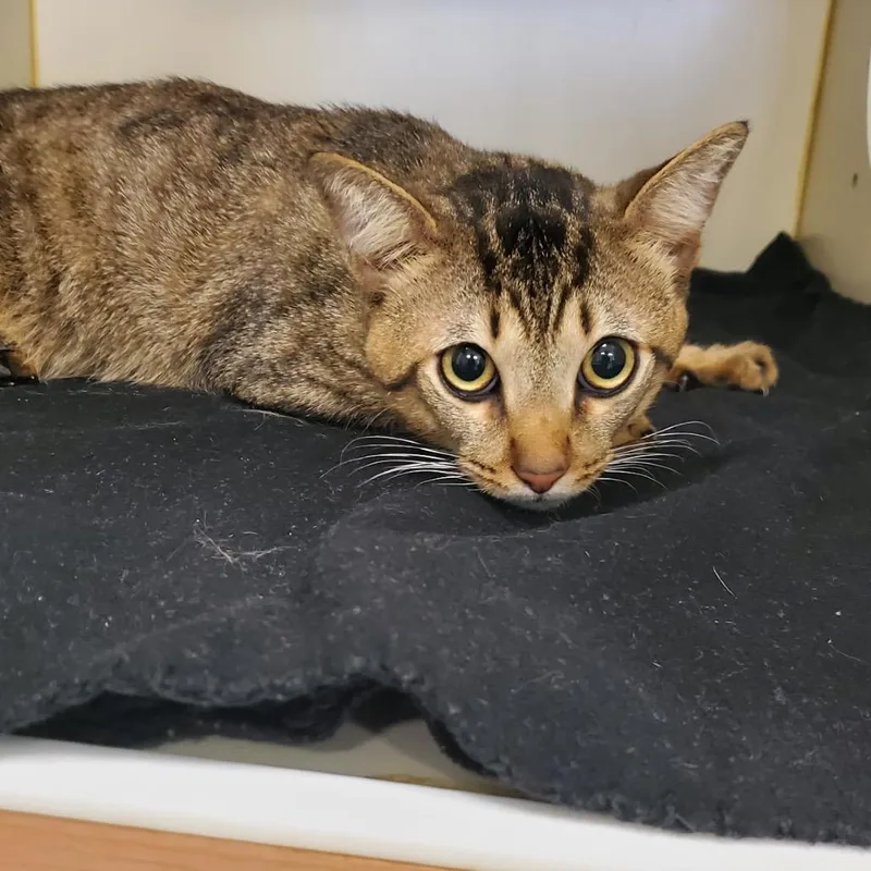 A young medium-sized male Brown / Chocolate Domestic Short Hair cat named Frodo for adoption in Lake Jackson, TX