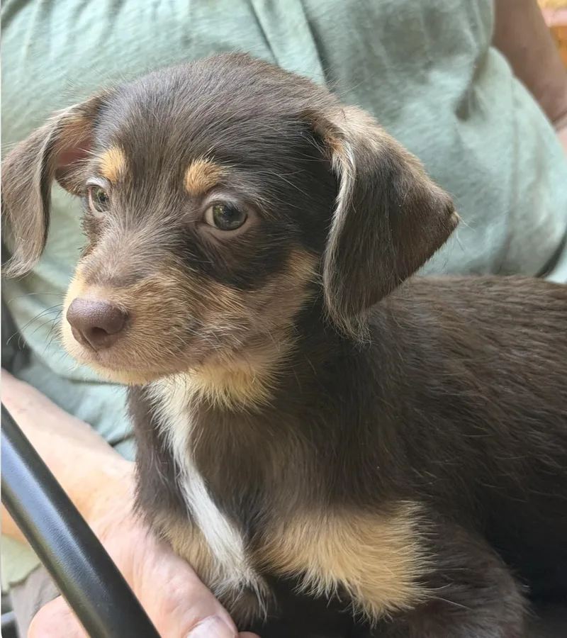 A baby small-sized male Apricot / Beige Chihuahua dog named Cedar Maple for adoption in Puyallup, WA