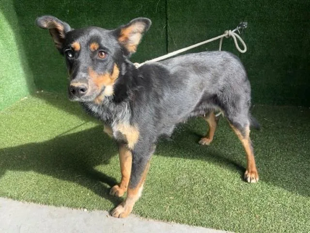 A young medium-sized female Australian Cattle Dog / Blue Heeler dog named Poppy for adoption in Lancaster, CA