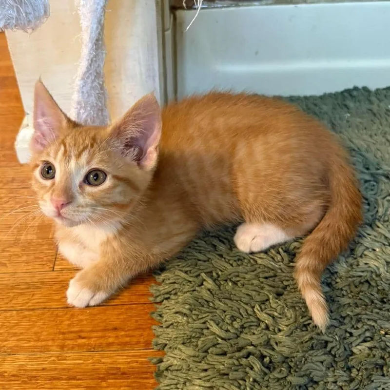 A baby small-sized male Orange / Red Domestic Short Hair cat named Dixon for adoption in Plainfield, IL
