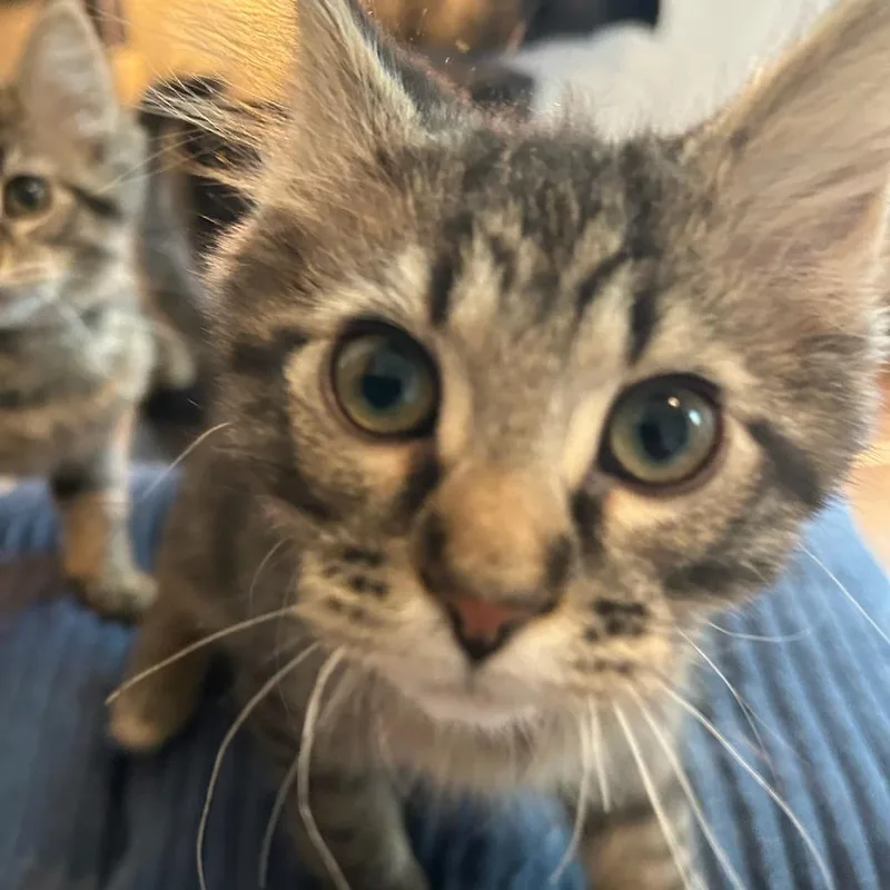 A baby small-sized male Brown / Chocolate Domestic Medium Hair cat named Missile Kid for adoption in Normal, IL