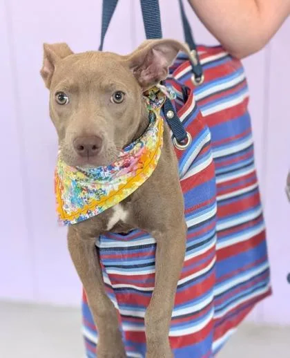 A young medium-sized female Terrier dog named Sarah for adoption in Gulfport, MS