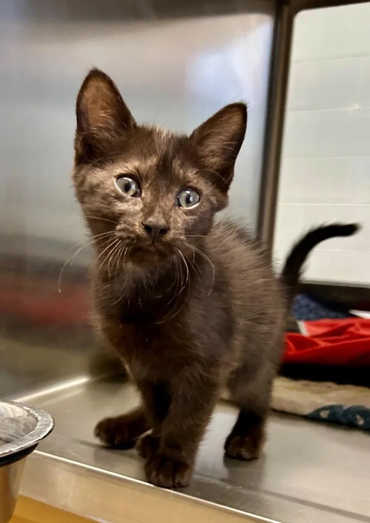 A baby small-sized female Domestic Short Hair cat named Luna for adoption in Cottonwood, AZ