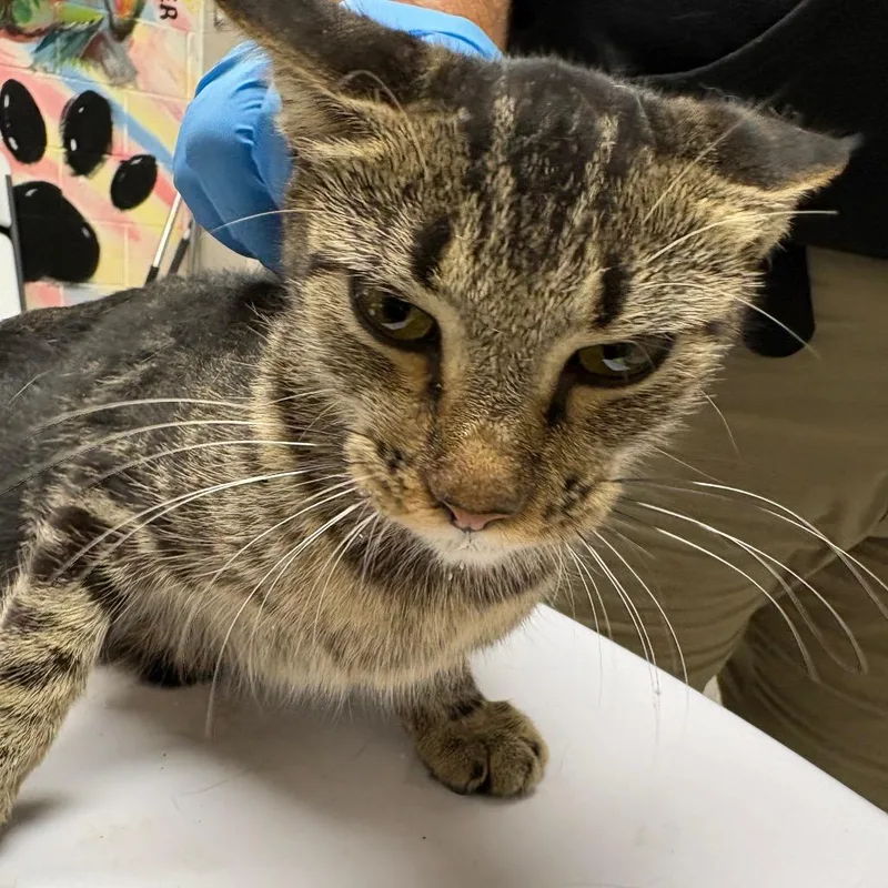 An adult medium-sized female Brown / Chocolate Domestic Short Hair cat named Juniper for adoption in Lufkin, TX