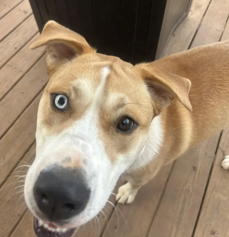 A young medium-sized male Siberian Husky dog named Dodge for adoption in Atlanta, GA