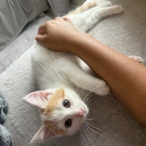 A baby medium-sized male Orange & White Domestic Short Hair cat named Puff for adoption in Rochester, NY