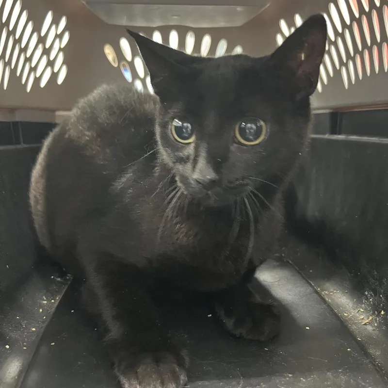 An adult medium-sized female Black Domestic Short Hair cat named Marlin for adoption in Greensboro, NC