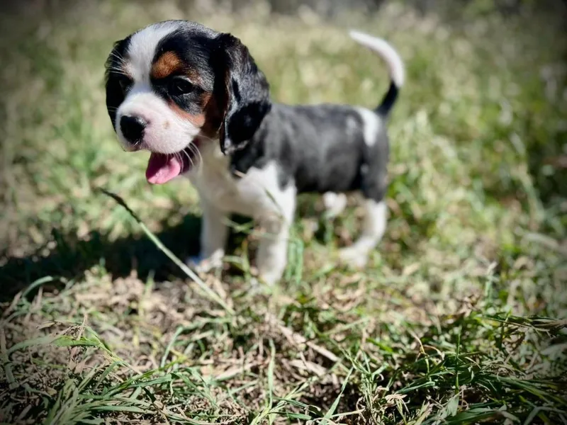A baby small-sized male Cavalier King Charles Spaniel dog named Fizz for adoption in Austin, TX