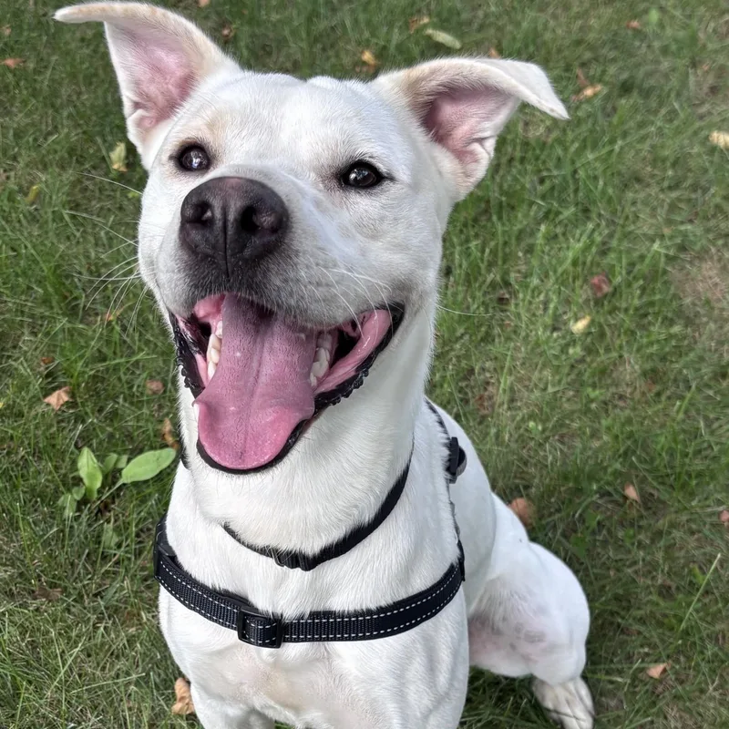 A young medium-sized male White / Cream Dogo Argentino dog named Bones for adoption in Pawcatuck, CT
