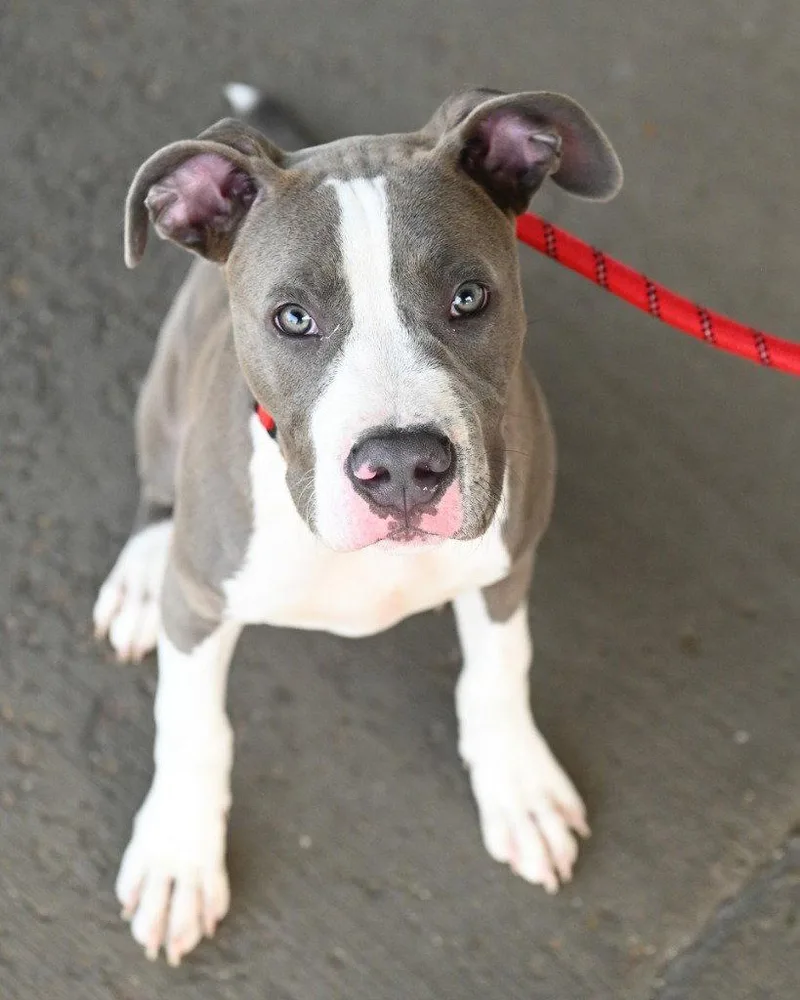 A young medium-sized male Pit Bull Terrier dog named DA  Clay for adoption in Glen Allen, VA