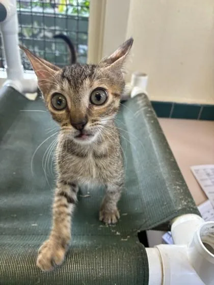 A baby small-sized female Domestic Short Hair cat named Fawn for adoption in Honolulu, HI
