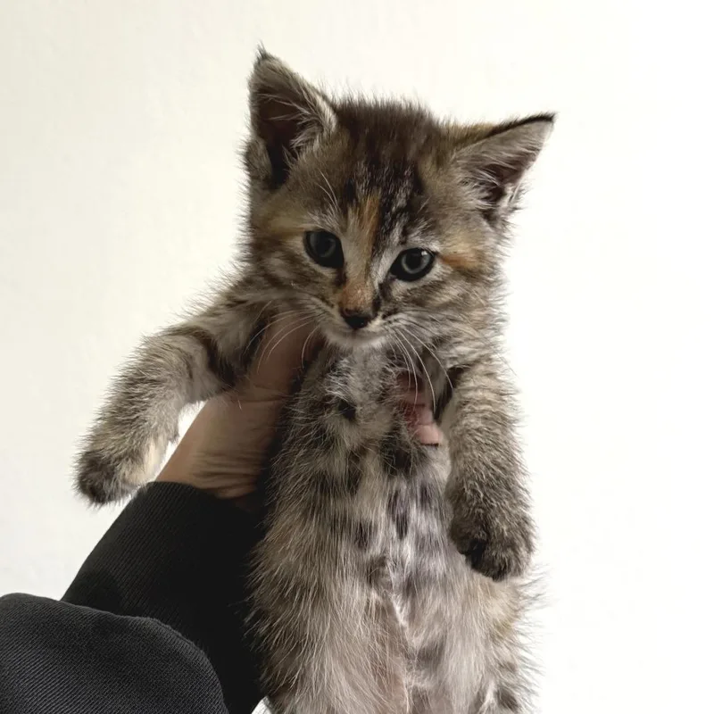 A baby small-sized female Torbie Domestic Short Hair cat named Fig for adoption in Long Beach, CA