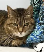 An adult medium-sized female Tabby (Brown / Chocolate) Domestic Short Hair cat named Sophie for adoption in Lansing, MI