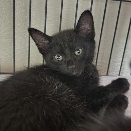 A baby small-sized female Black Domestic Short Hair cat named Adeline for adoption in Columbus, NC