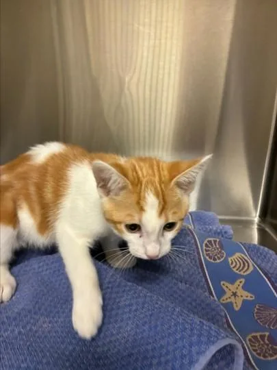A baby small-sized male Domestic Short Hair cat named Snap for adoption in Norco, CA