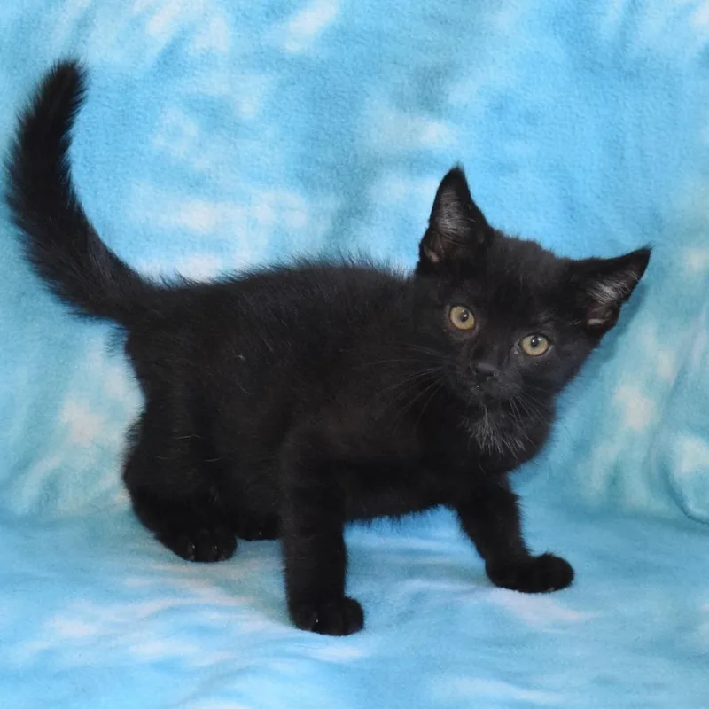 Jiji