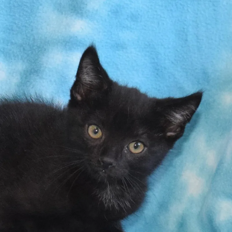 Jiji thumbnail 2