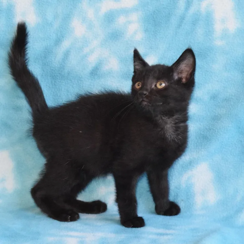 Jiji thumbnail 3