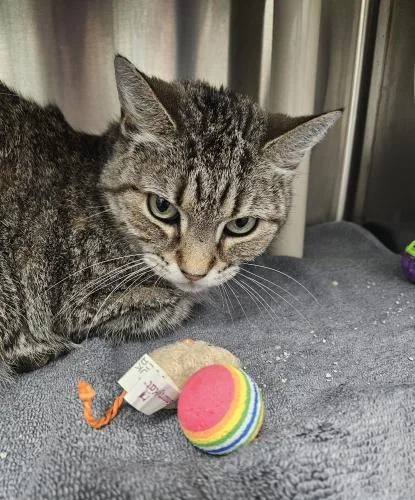 An adult medium-sized female Domestic Short Hair cat named Thelma for adoption in Webster, MA