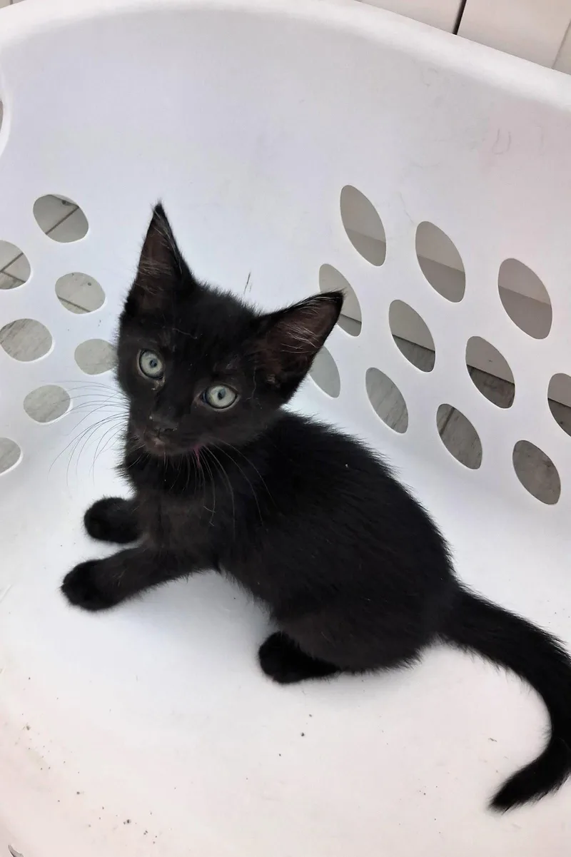 A baby small-sized male Domestic Short Hair cat named Cannoli for adoption in Mount Pleasant, SC