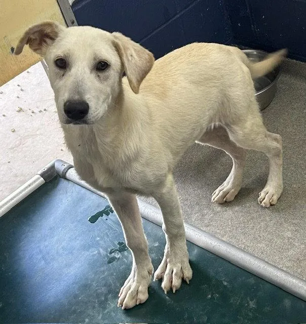 A young medium-sized female Great Pyrenees dog named Jane Months for adoption in Sterling, MA