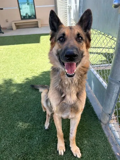 An adult large-sized male German Shepherd Dog dog named Rocky for adoption in Lancaster, CA