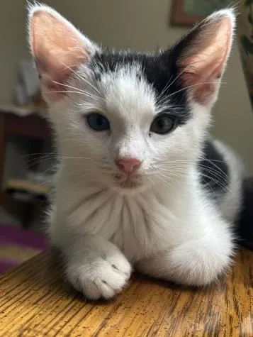 A baby small-sized male Domestic Short Hair cat named Patches for adoption in Charlotte, NC