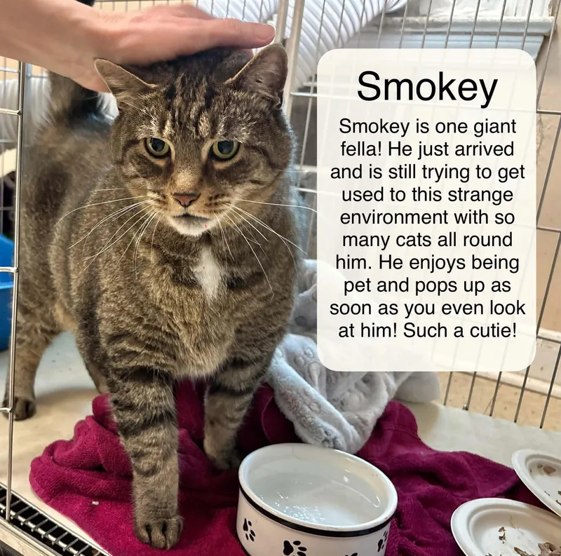 Smokey At Luna Cat