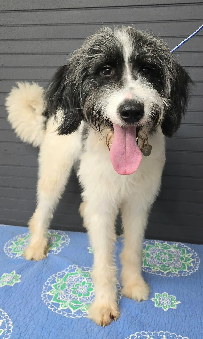 A young medium-sized female Great Pyrenees dog named Clover for adoption in Newport, TN