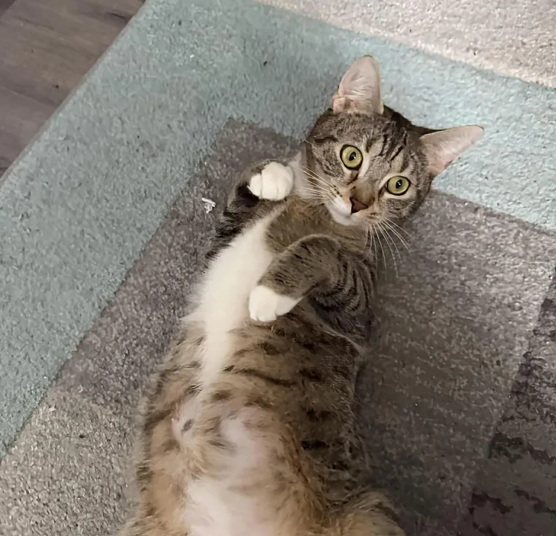A young medium-sized female Domestic Short Hair cat named Esther for adoption in Rochester , NY