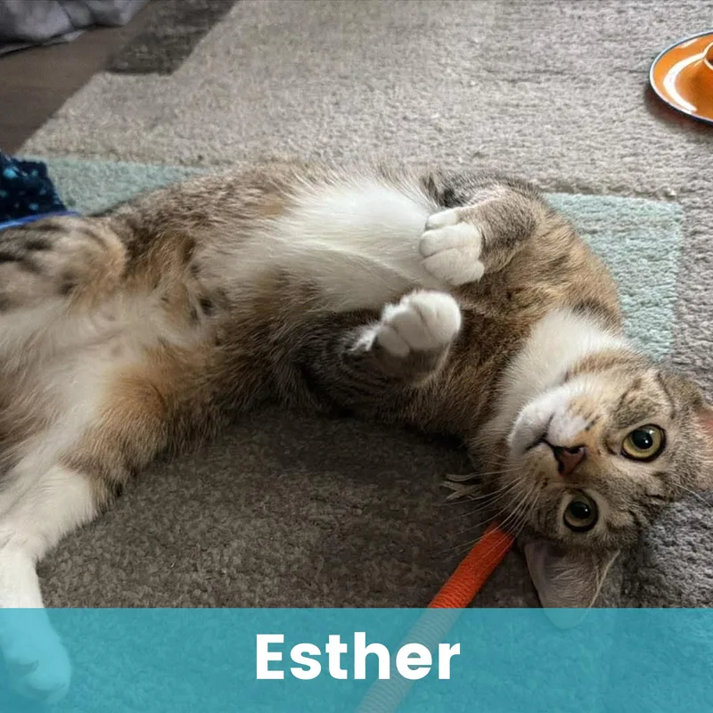 Esther thumbnail 5