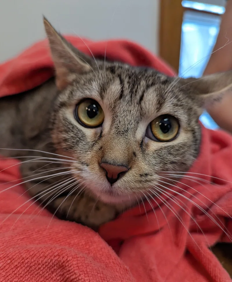 Esther thumbnail 6