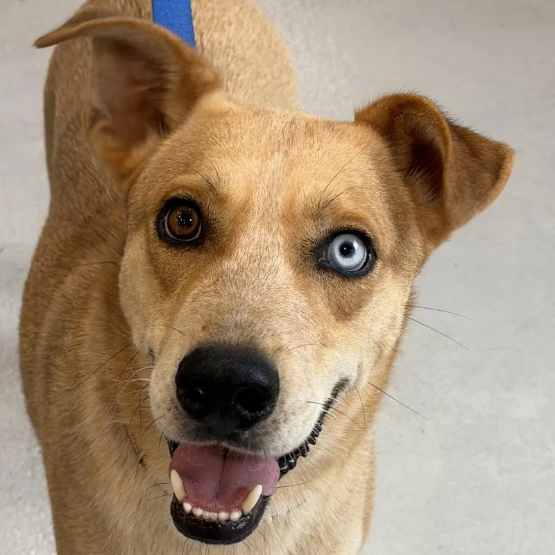 An adult medium-sized male Yellow / Tan / Blond / Fawn Mixed Breed dog named Hank Avail  at for adoption in Kennebunk, ME