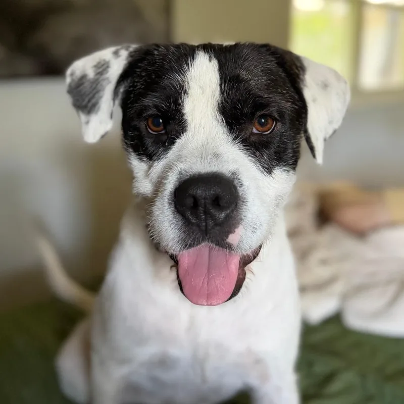 An adult medium-sized female White / Cream Pit Bull Terrier dog named Misty D for adoption in Minnetonka, MN