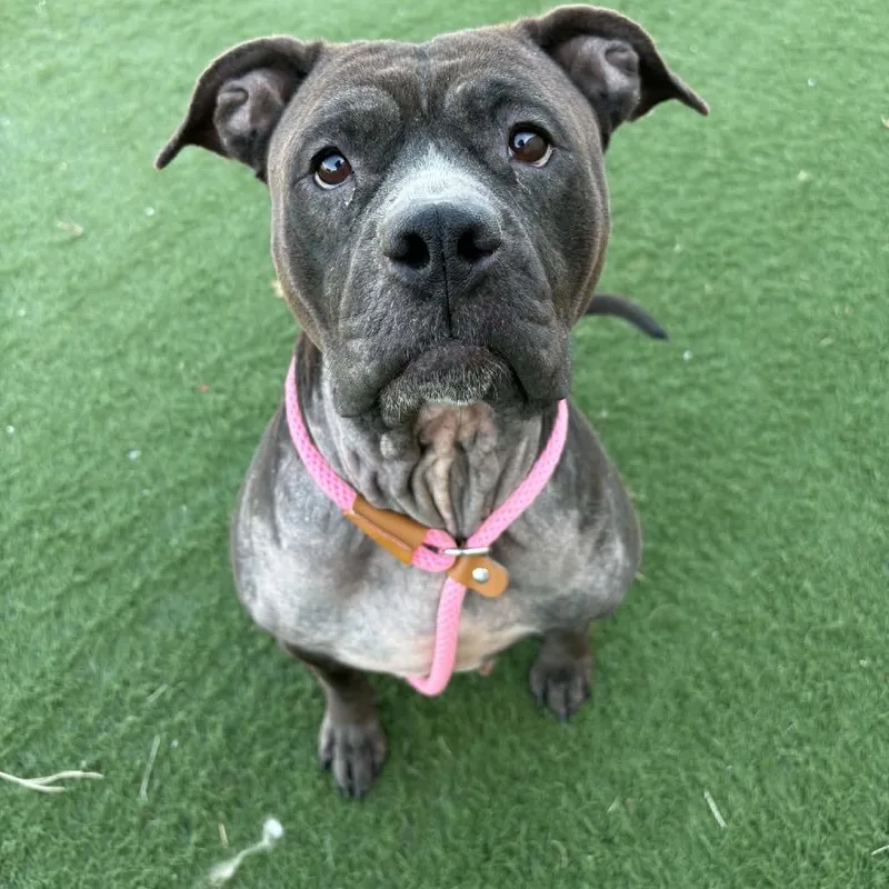 An adult large-sized female Pit Bull Terrier dog named Trixie for adoption in Canton, IL