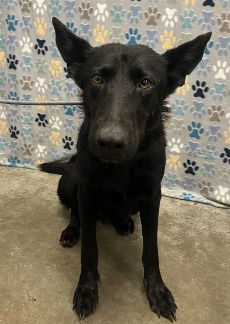 An adult medium-sized female German Shepherd Dog dog named Stringbean for adoption in Rosenberg, TX