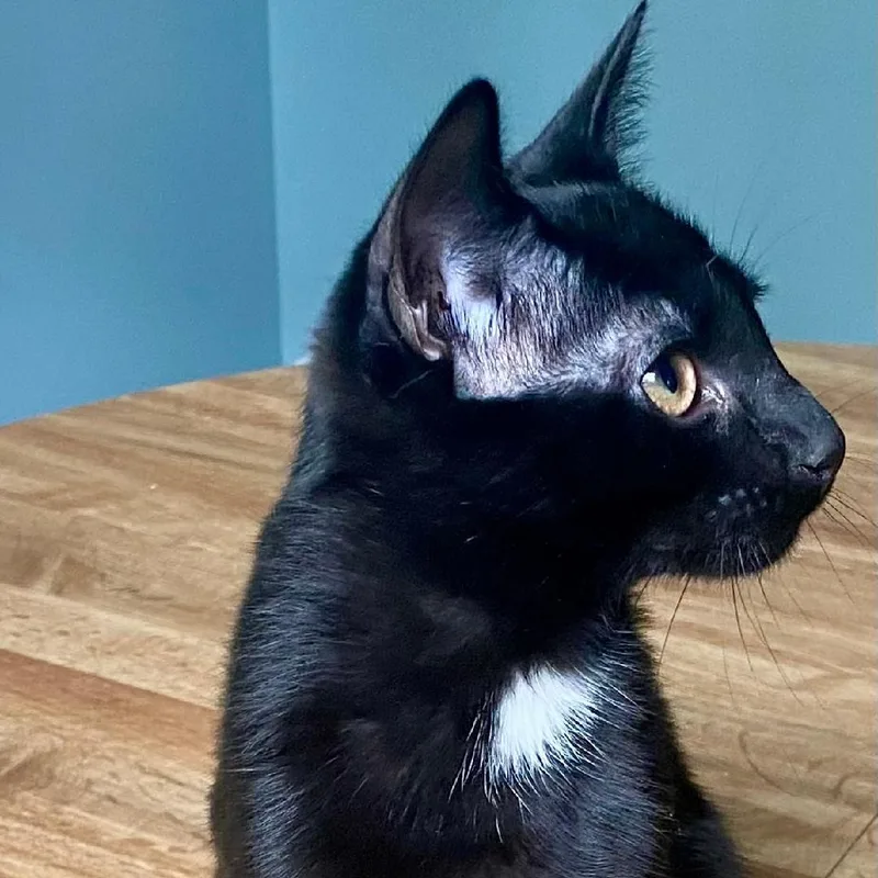 A baby medium-sized male Black & White / Tuxedo Domestic Short Hair cat named Oliver for adoption in Gastonia, NC