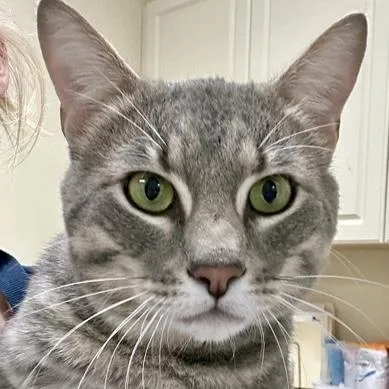 An adult medium-sized male Domestic Short Hair cat named Romeo for adoption in Burlington, WA