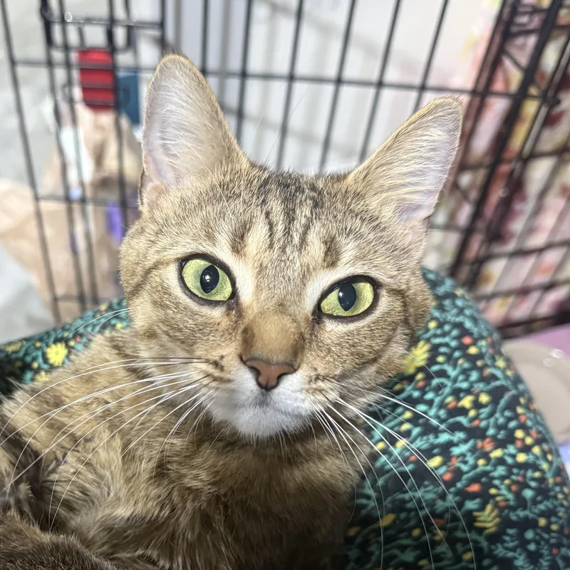 A baby small-sized female Tabby (Buff / Tan / Fawn) American Shorthair cat named Aphrodite for adoption in North Chesterfield, VA