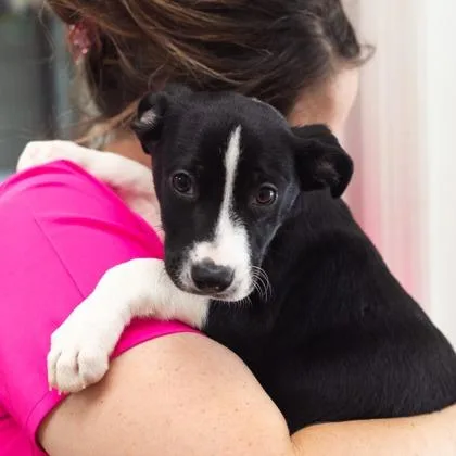 A baby large-sized female Black Mouth Cur dog named Potato Salad for adoption in Morton Grove, IL