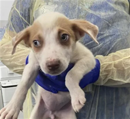 A baby medium-sized female Mixed Breed dog named Morgan for adoption in Dallas, TX