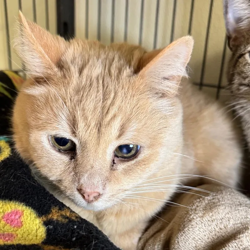 A senior medium-sized male Domestic Short Hair cat named Clyde for adoption in Saginaw, MI
