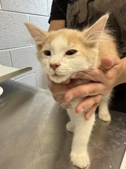 A baby small-sized male Domestic Medium Hair cat named Alex Carey for adoption in Sevierville, TN